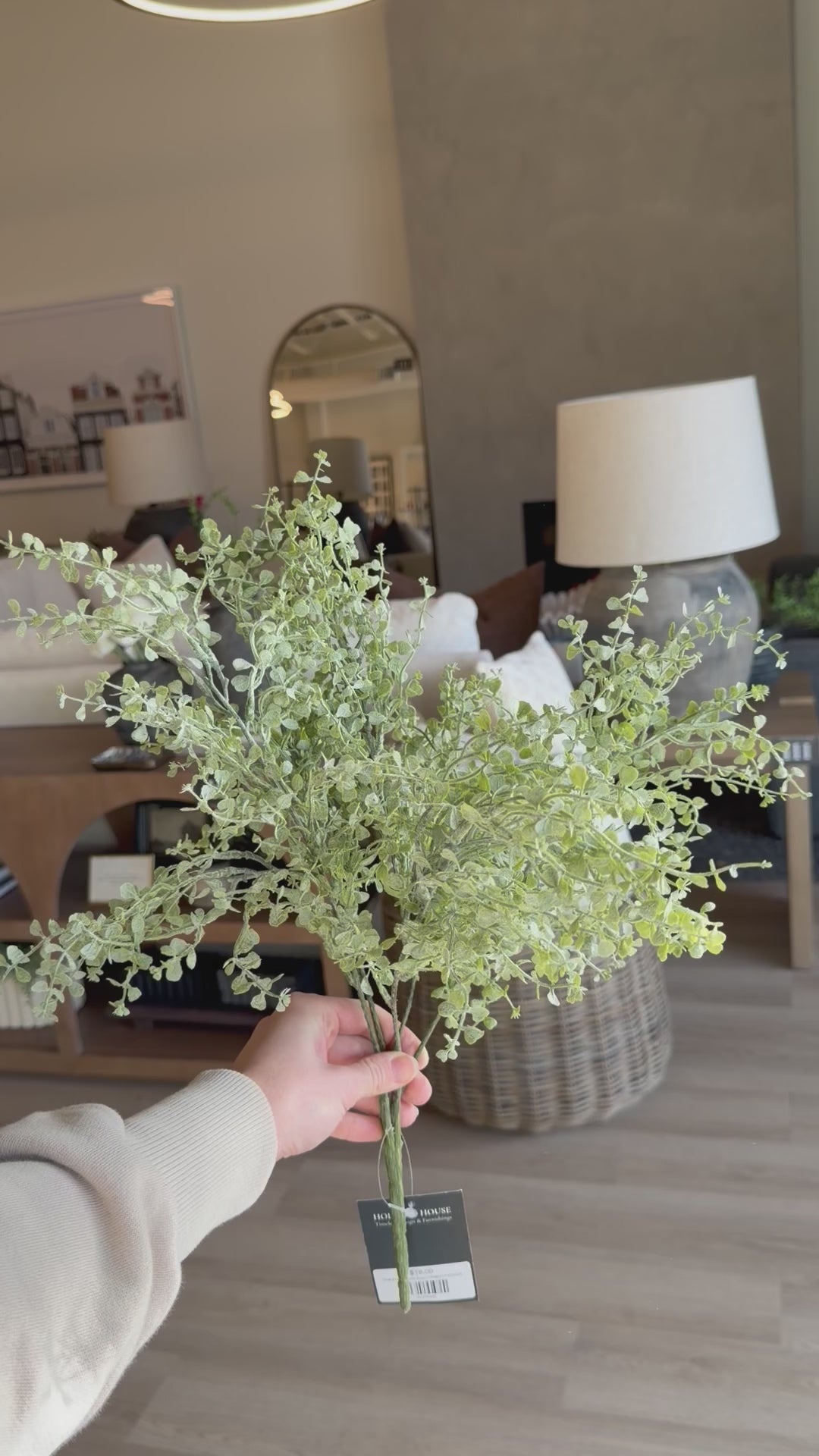 Soft Button Fern Bush