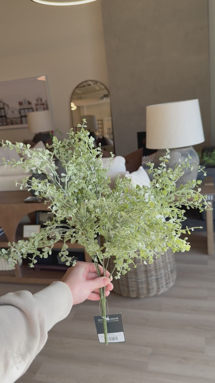 Soft Button Fern Bush