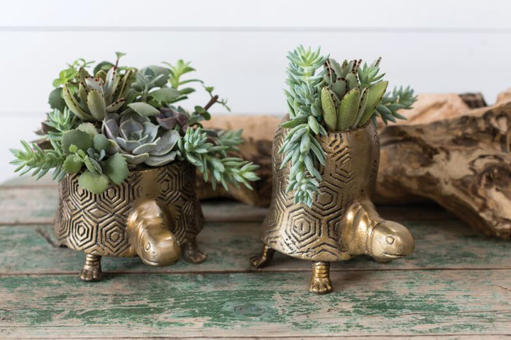 Two gold turtle planters with succulents on a wooden surface.