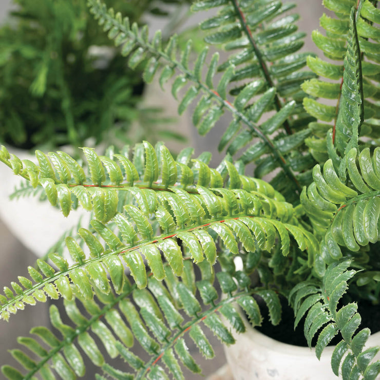 Potted Fern Plant Assorted 2