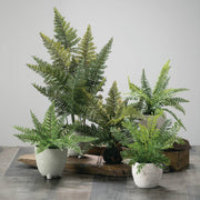 Potted Fern Plant Assorted 2