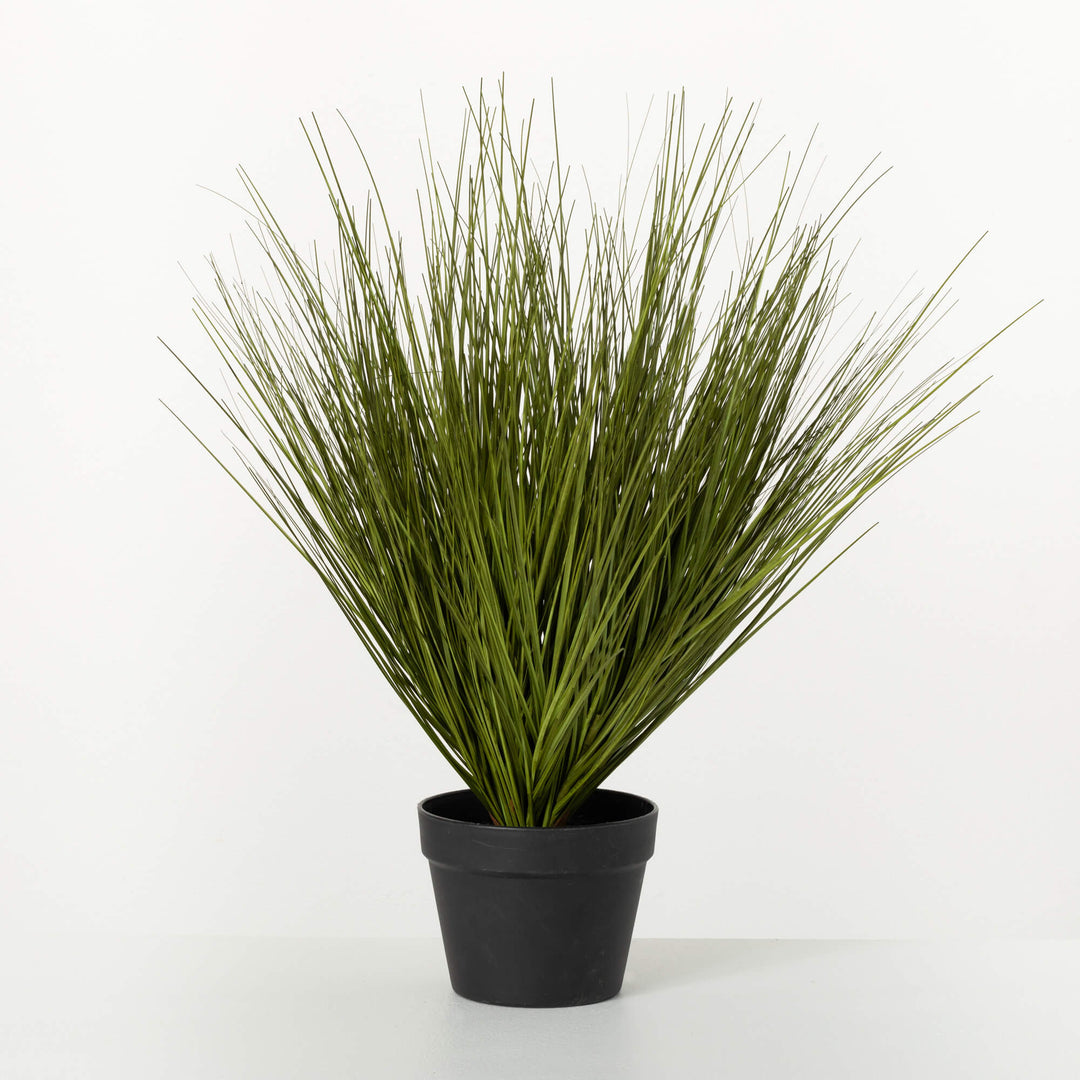 LUSH GREEN BROAD POTTED GRASS