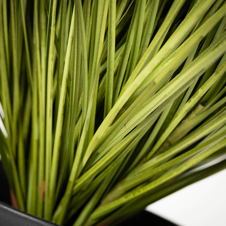 LUSH GREEN BROAD POTTED GRASS