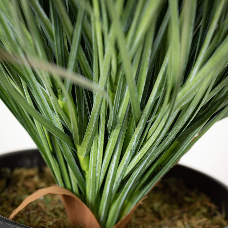 GREEN SLENDER POTTED GRASS