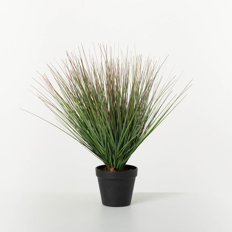 GREEN SLENDER POTTED GRASS