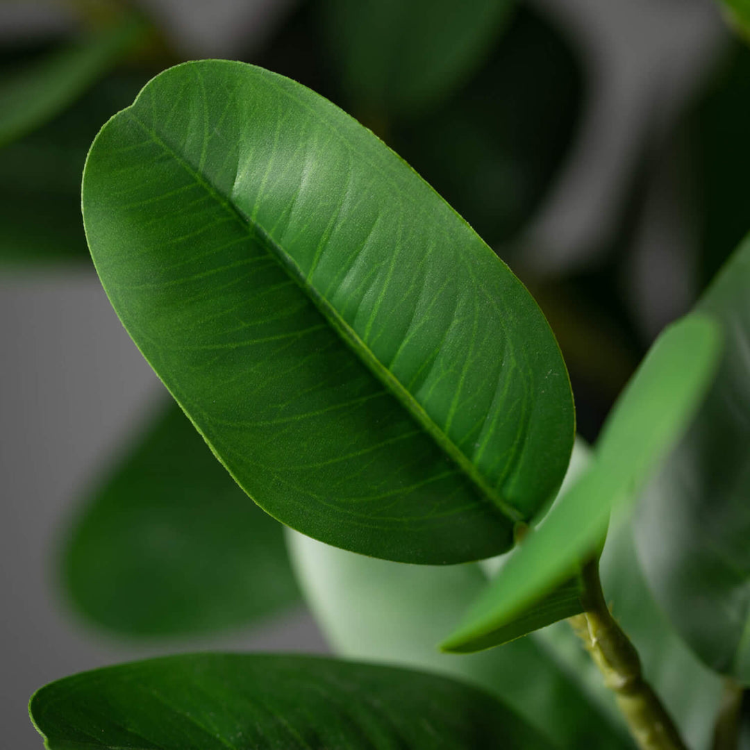 Potted Rubber Tree