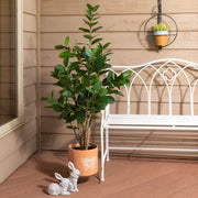 Potted Rubber Tree