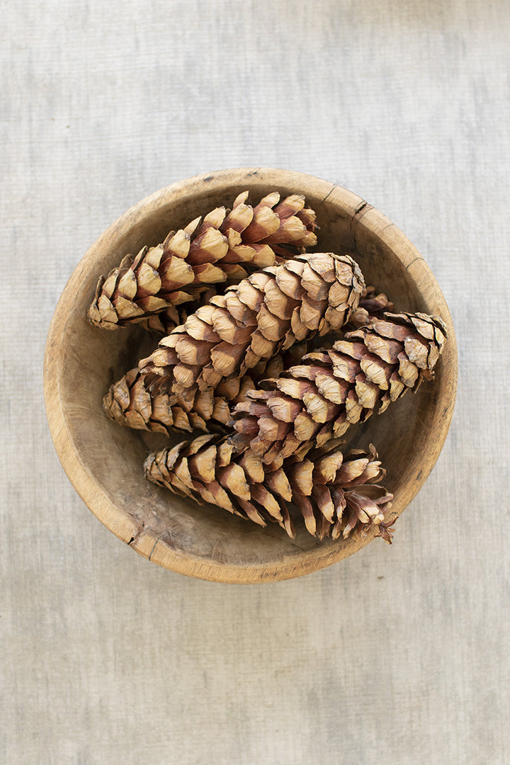 Bag of 6 Strobus Pine Cones