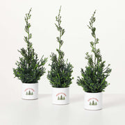 Potted Cypress Christmas Tree